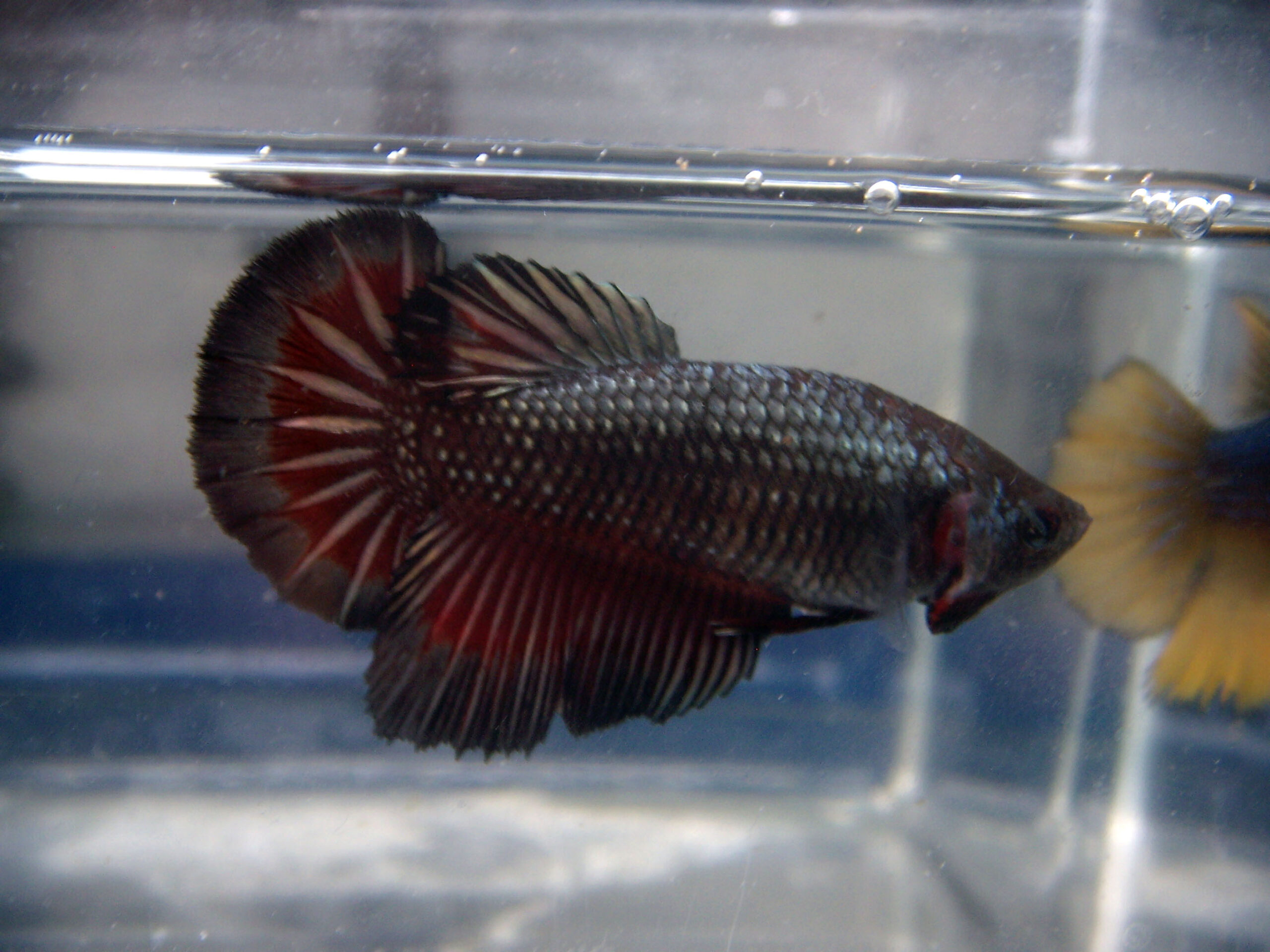 betta hembra rosetail vampire copper