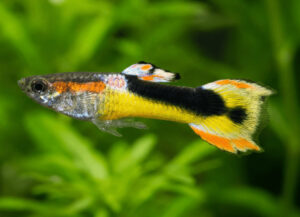 endler macho saddleback