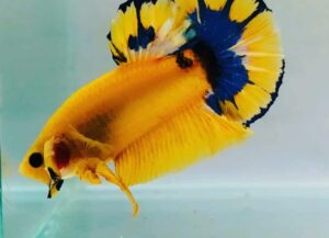betta macho hellboy yellow short tail