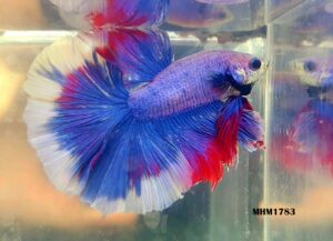 MHM1783 - OVERHALFMOON  Lilac Fire Butterfly