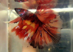 MHM1787 - HALFMOON Fire Nemo