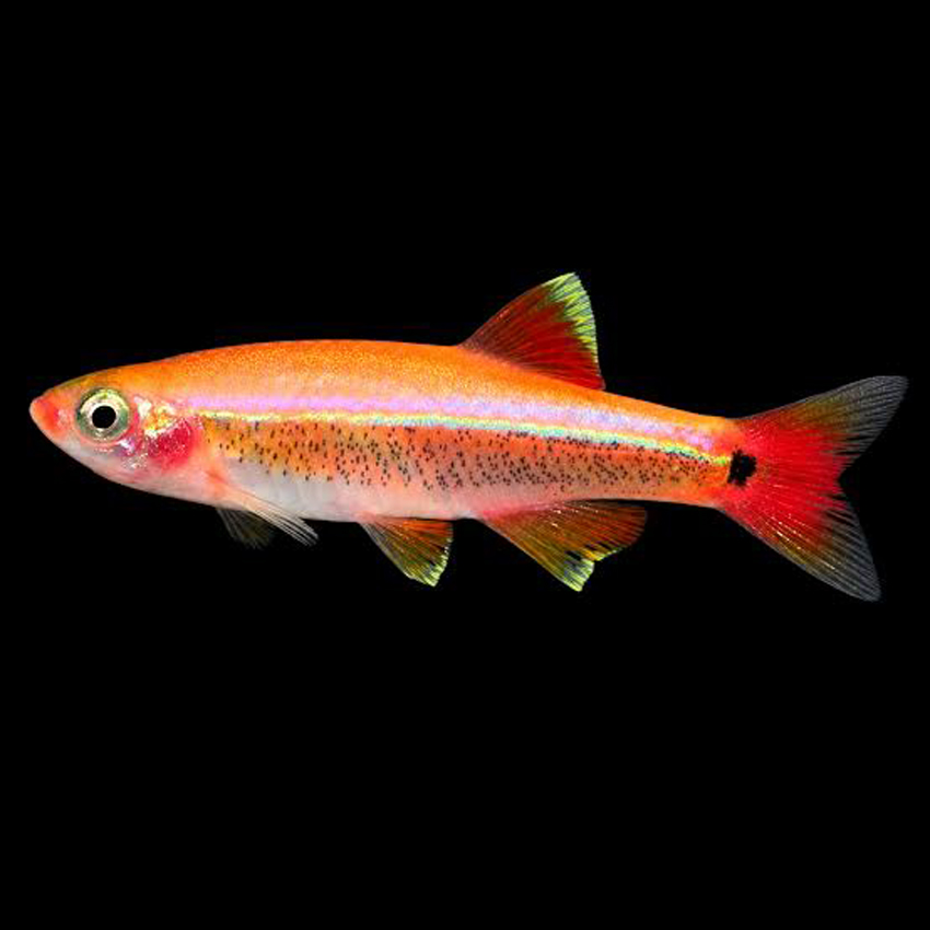 neon chino oro gold