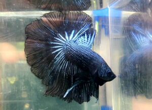 betta macho halfmoon black orchid