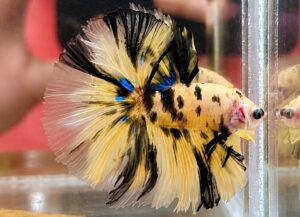 betta macho bumblebee longtail halfmoon