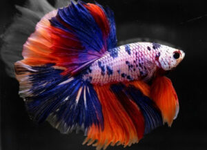 betta macho halfmoon fancy candy