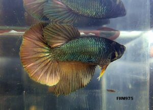 FHM975 - HALFMOON Copper Flash