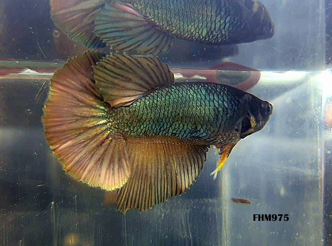 FHM975 - HALFMOON Copper Flash