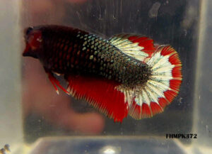 FHMPK372 - HMPK Copper Fancy Red Startail