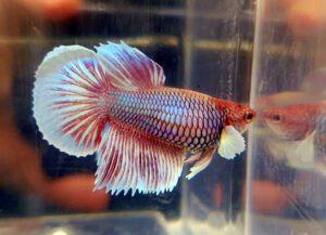 betta hembra big ears salamander green longtail