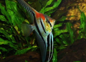escalar manacapuru red back