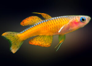 pseudomugil paskai